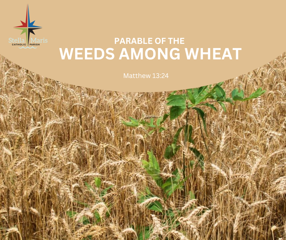 weeds among wheat